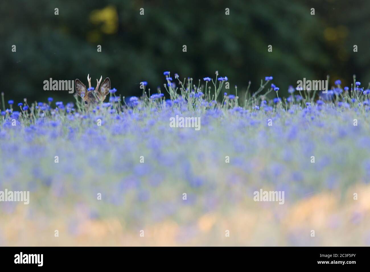 Roe Deer yearling in a Barley Field with Cornflowers Stock Photo Alamy