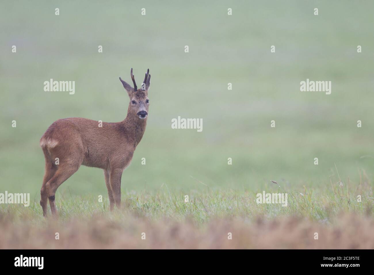 Very old Roe Deer buck in the rut searches a female Roe Deer Stock Photo