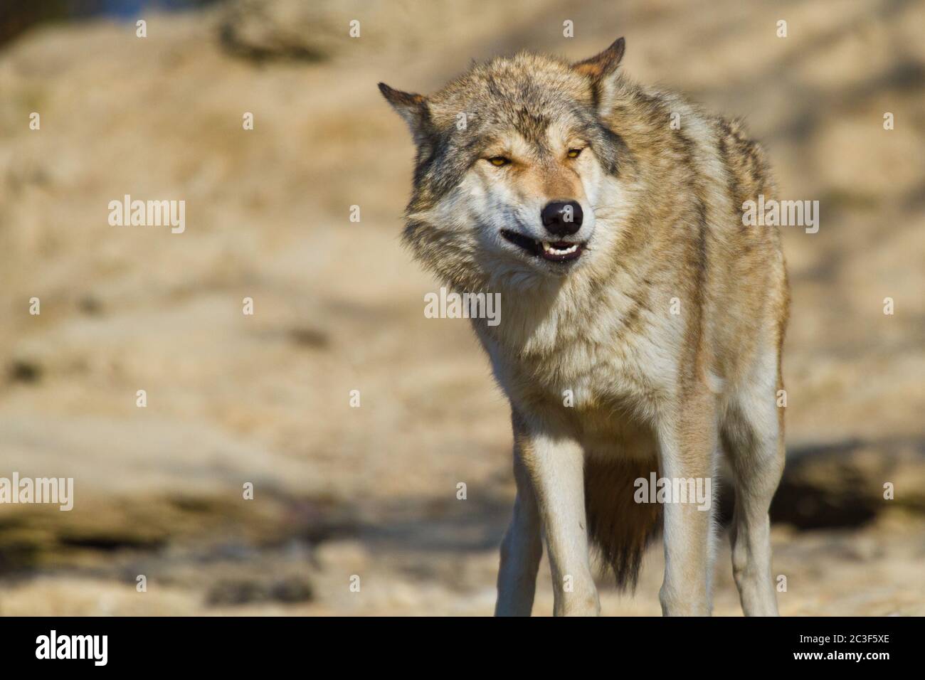 Eastern Wolf or american grey wolf (Canis lupus lycaon Stock Photo - Alamy
