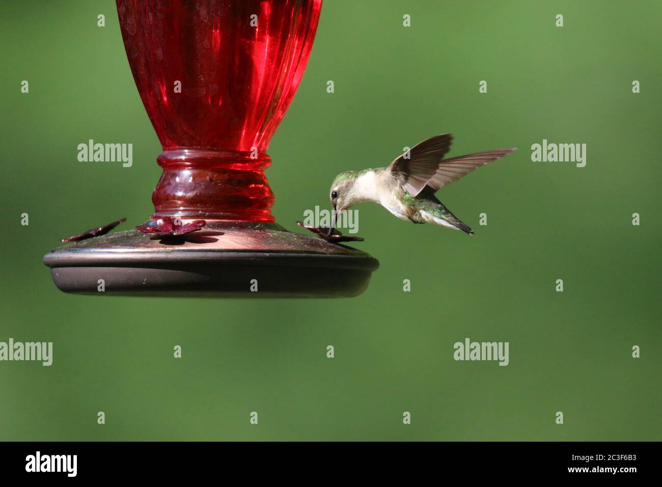Female Ruby Throated Hummingbird Archilochus colubris feeding from a hummingbird feeder in summer Stock Photo
