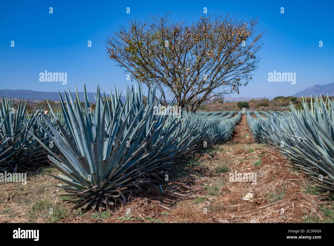 Blue Agave field in Tequila, Jalisco, Mexico Stock Photo