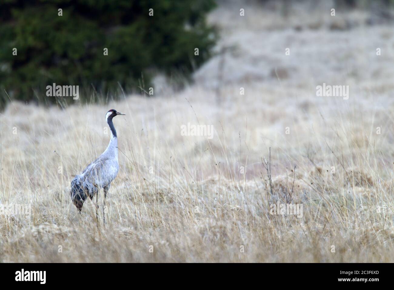 Common Crane adult bird after spring migration Stock Photo