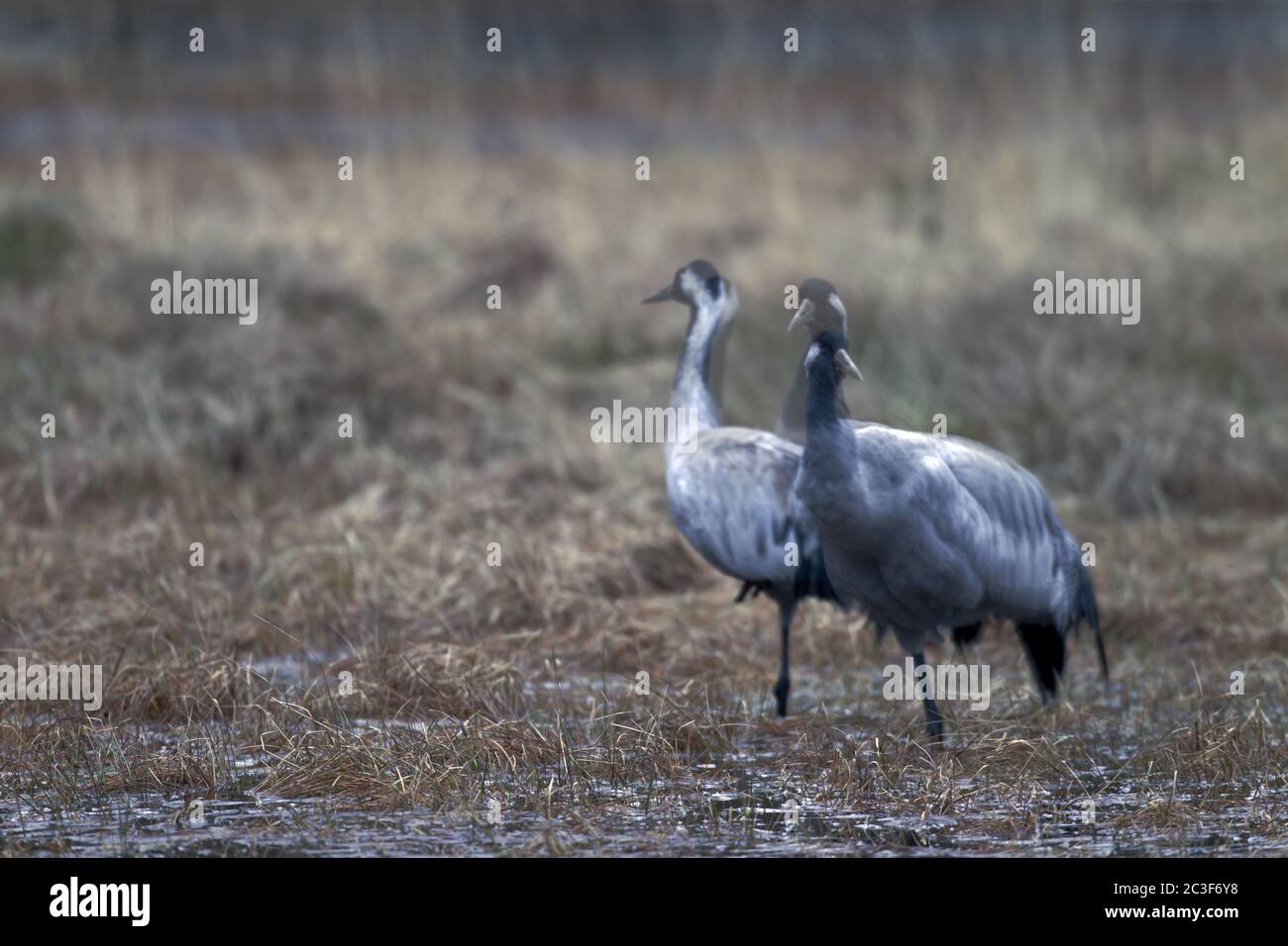 Common Cranes at the roosting place Stock Photo