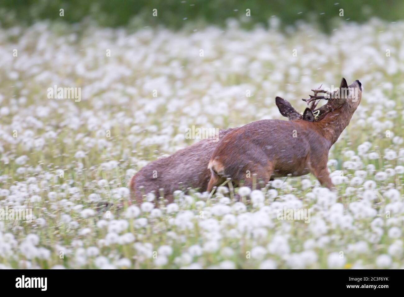 Roe Deer buck fights with an old buck Stock Photo