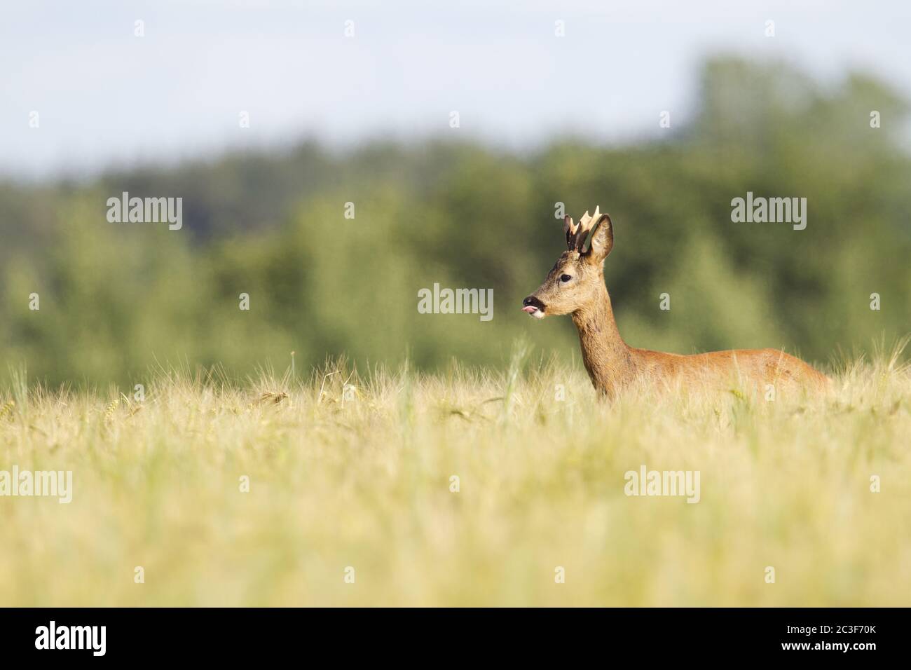 Roe Deer yearling intently looking out of a Barley Field Stock Photo