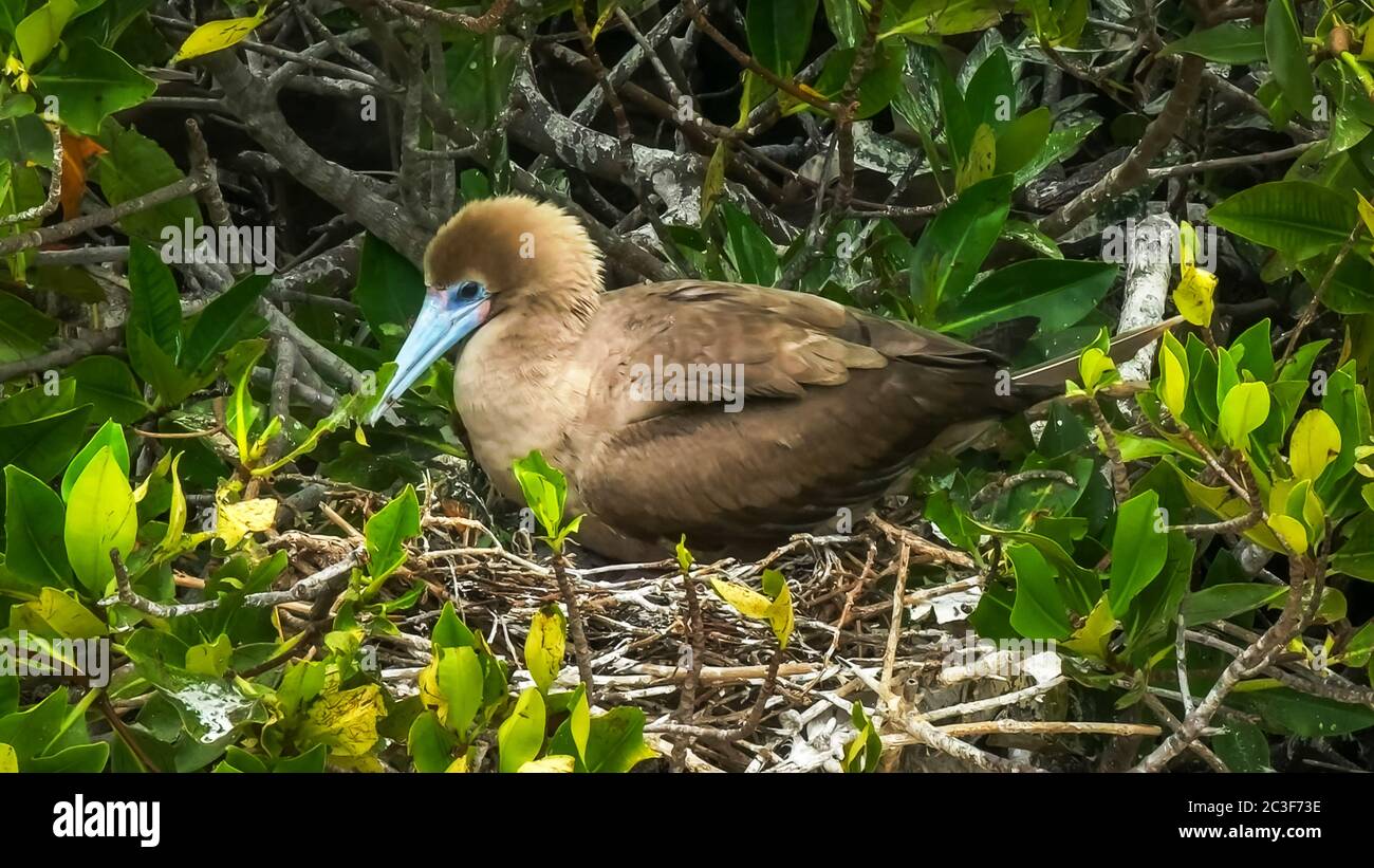 close up of a nesting red red footed booby on isla genovesa in the galapagos Stock Photo