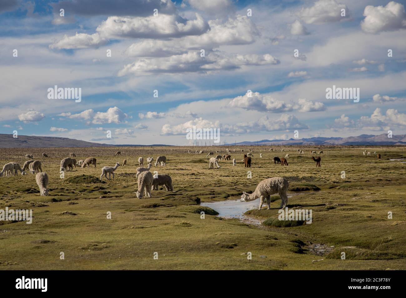 folk in field, lamas and vicunas, river and clouds Stock Photo