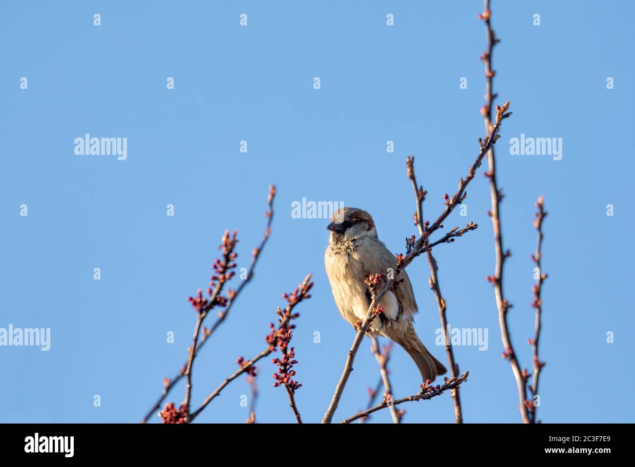 bird House Sparrow, Europe wildlife Stock Photo - Alamy