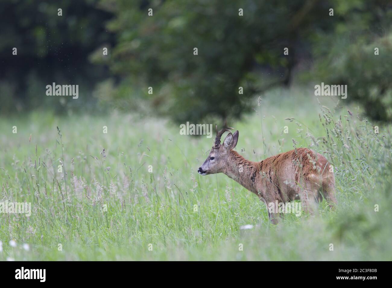 Roebuck comes out of the cover and browses Stock Photo