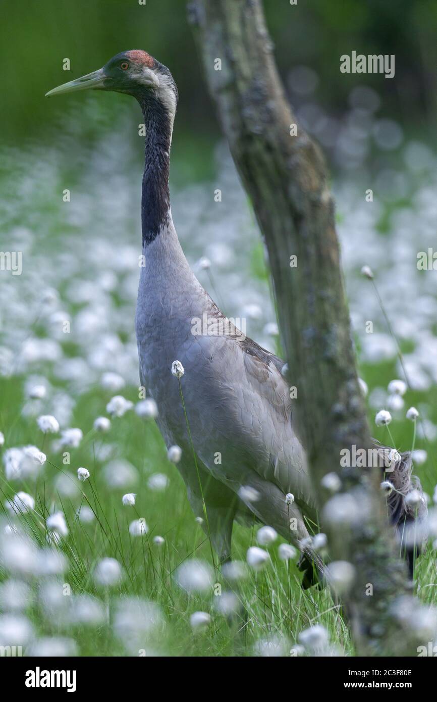 Common Crane between cotton grass Stock Photo