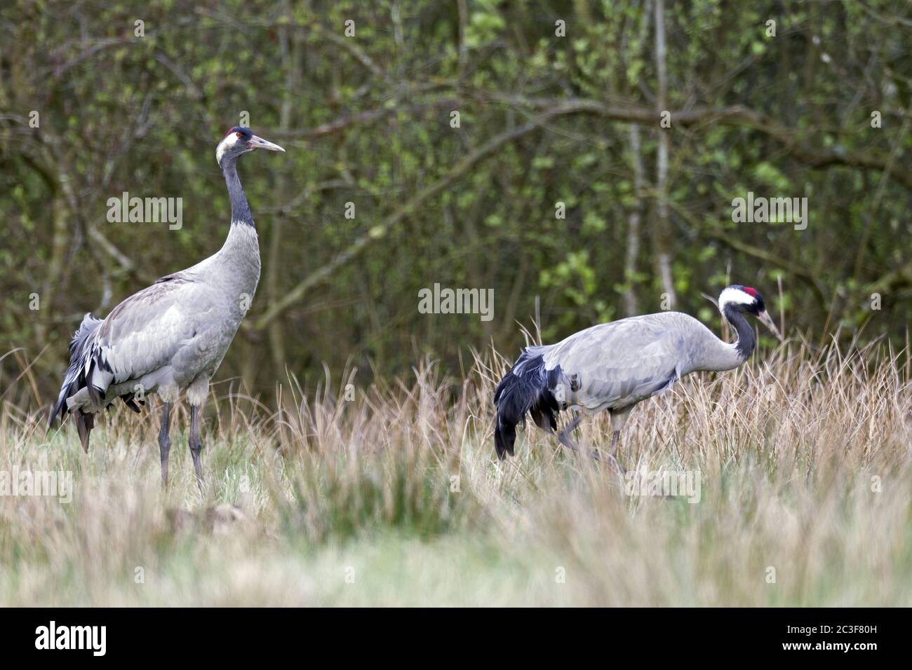 Common Crane adult birds after spring migration Stock Photo