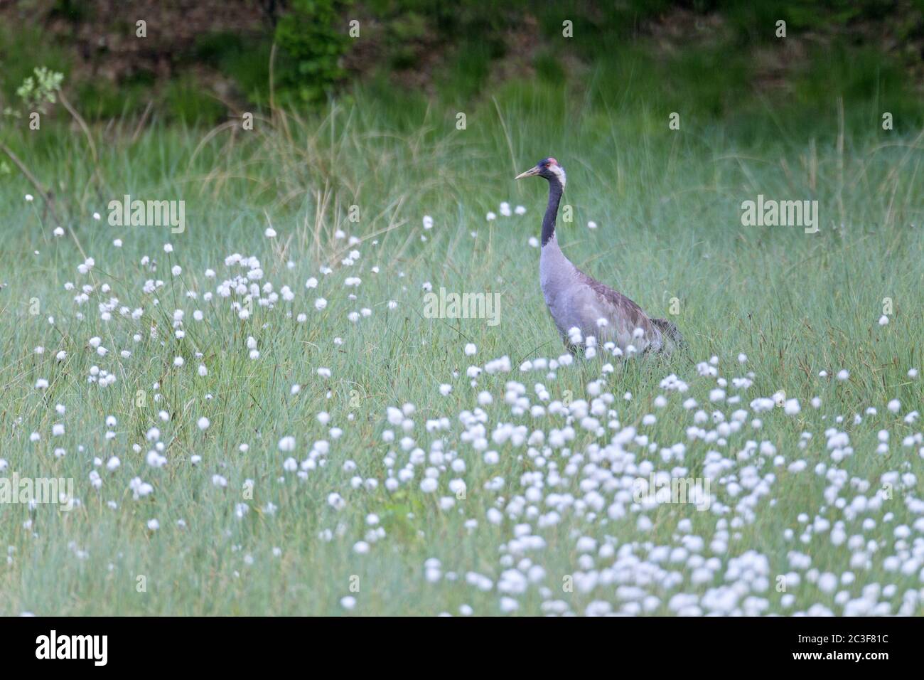 Common Crane between cotton grass Stock Photo