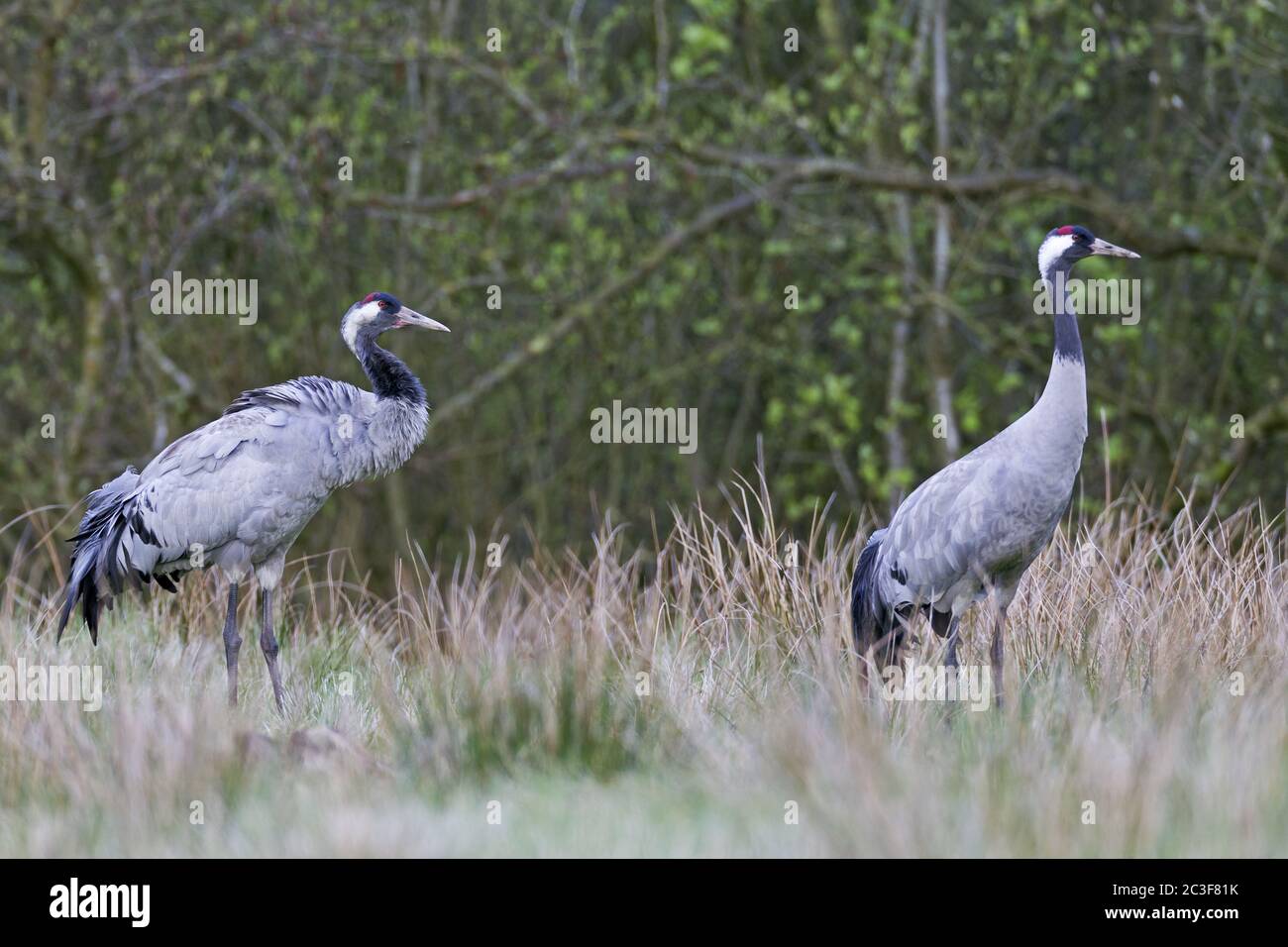 Common Cranes in early spring Stock Photo