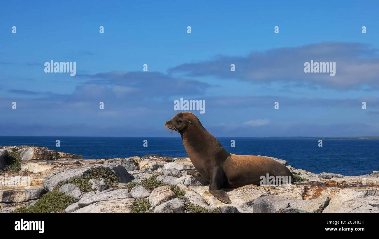 adult sea lion on isla south plazas in the galapagos Stock Photo
