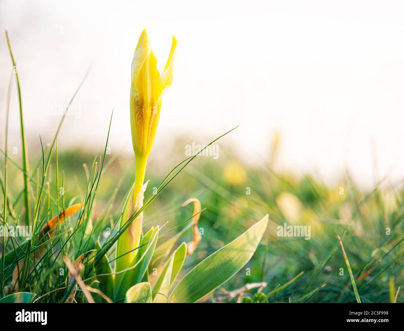 Yellow flower on a meadow in spring Stock Photo