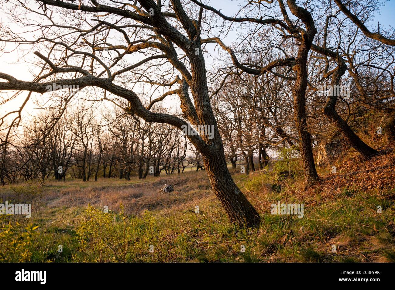Gnarled oak trees in spring in Burgenland Stock Photo