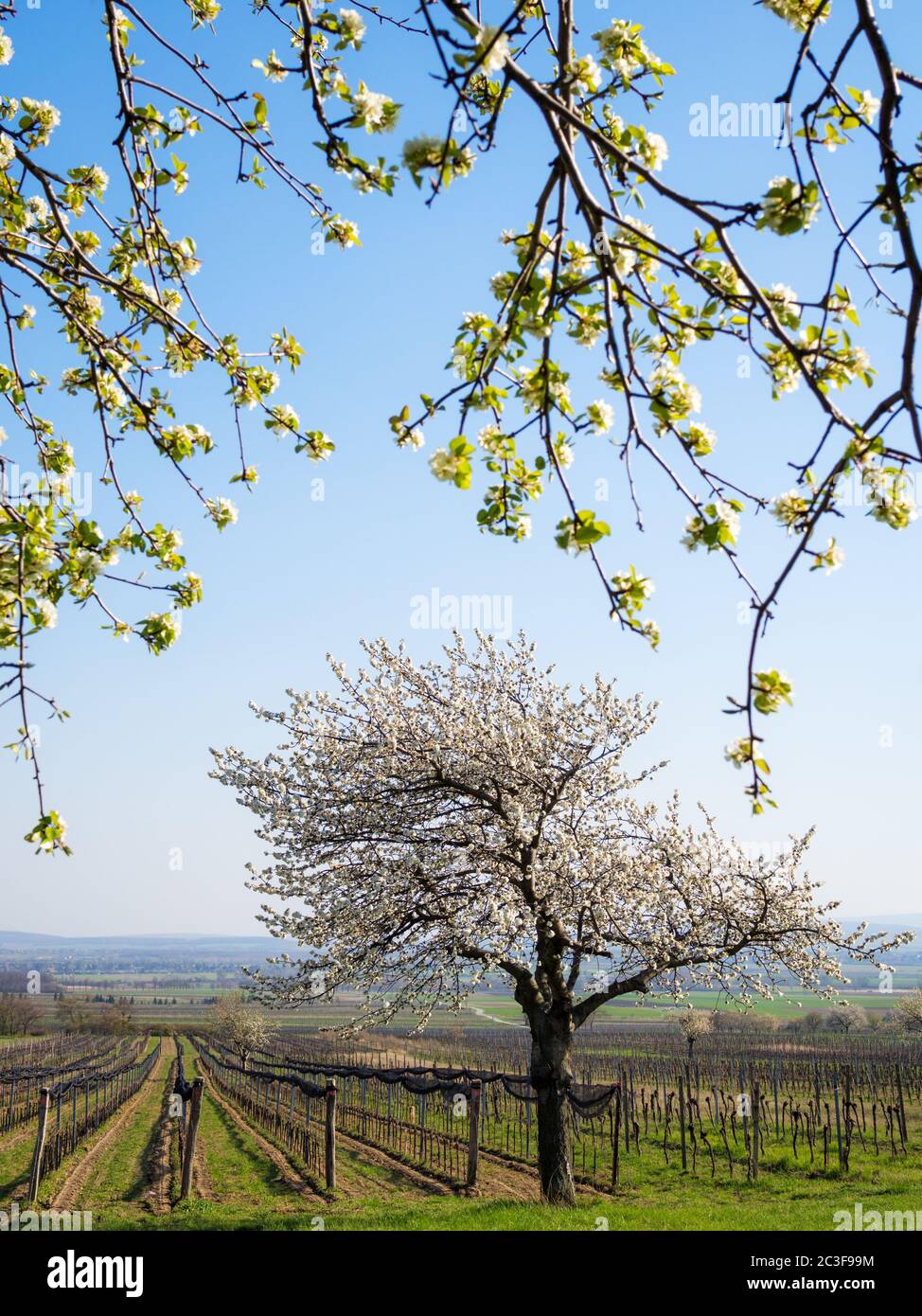 Cherry trees blooming in spring in Burgenland Stock Photo