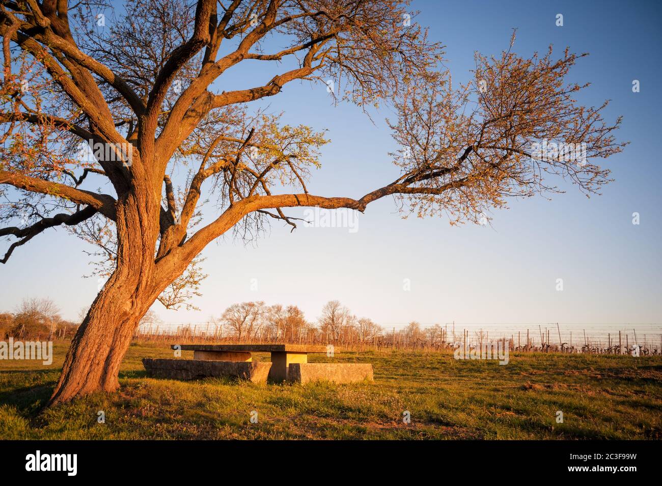 almond tree in spring at vineyard above lake Neusiedlersee in Burgenland Stock Photo