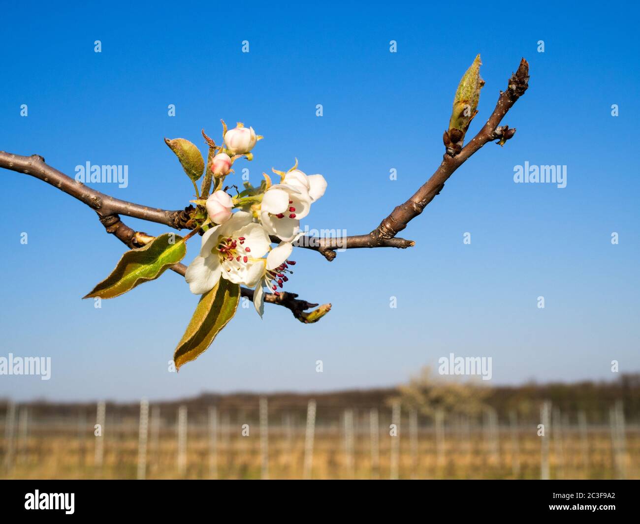 Cherry tree blossom in spring in Burgenland Stock Photo