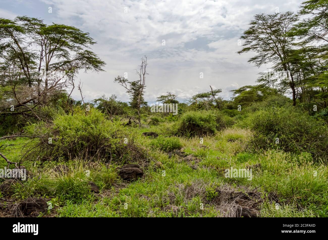 African tropical landscape in Amboseli national park in Kenya 