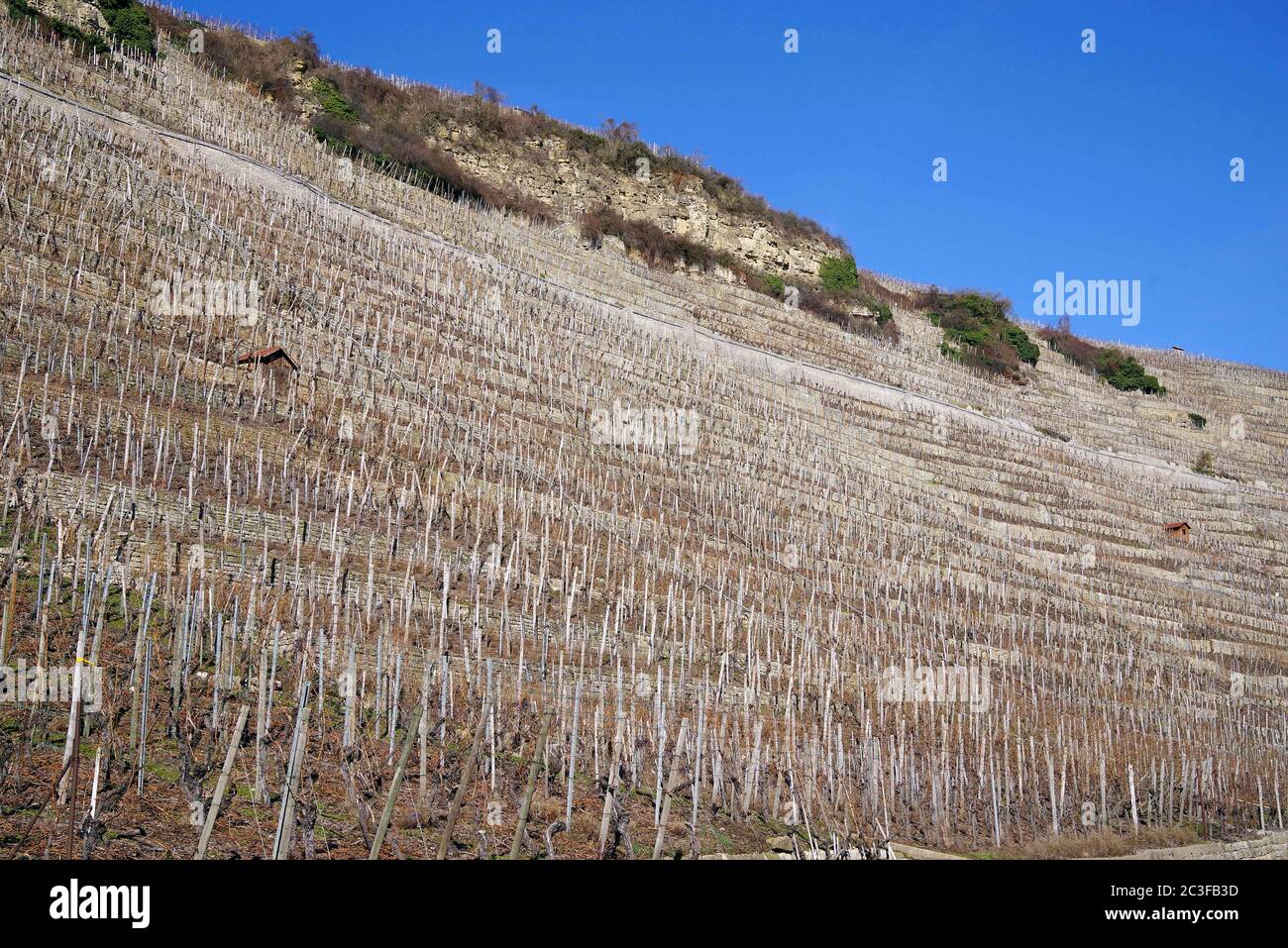 Vineyard with bare vines and rocks with bushes under a blue sky Stock ...