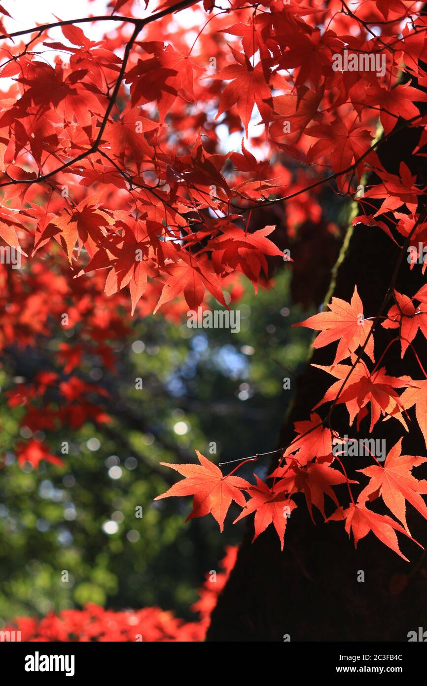 Closeup photo of a Japanese maple with red autumn leaves Stock Photo ...