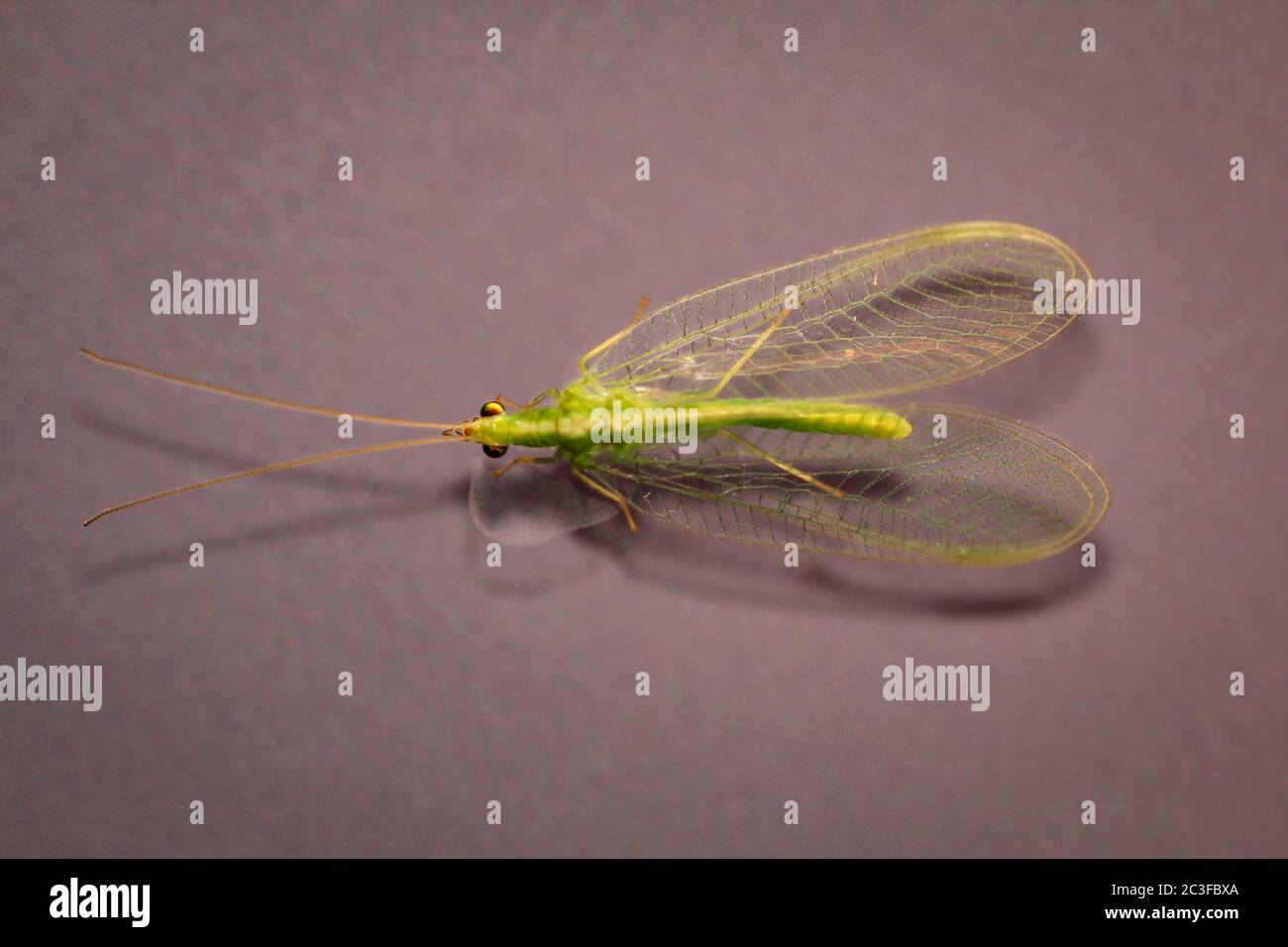 A net wing (Neuroptera, syn .: Planipennia) also called adhesive Stock Photo