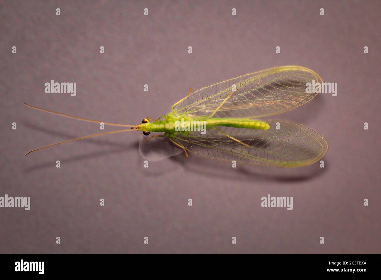 A net wing (Neuroptera, syn .: Planipennia) also called adhesive Stock ...