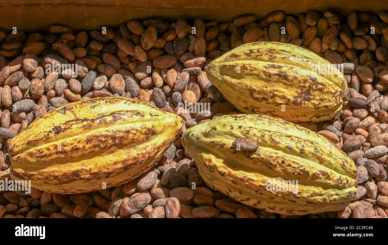 ripe yellow cacao pods on dried beans Stock Photo