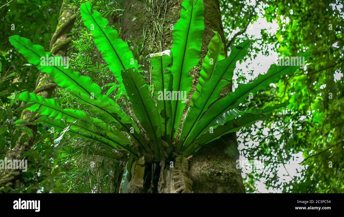 close up of a birds nest fern in a tree at springbrook Stock Photo