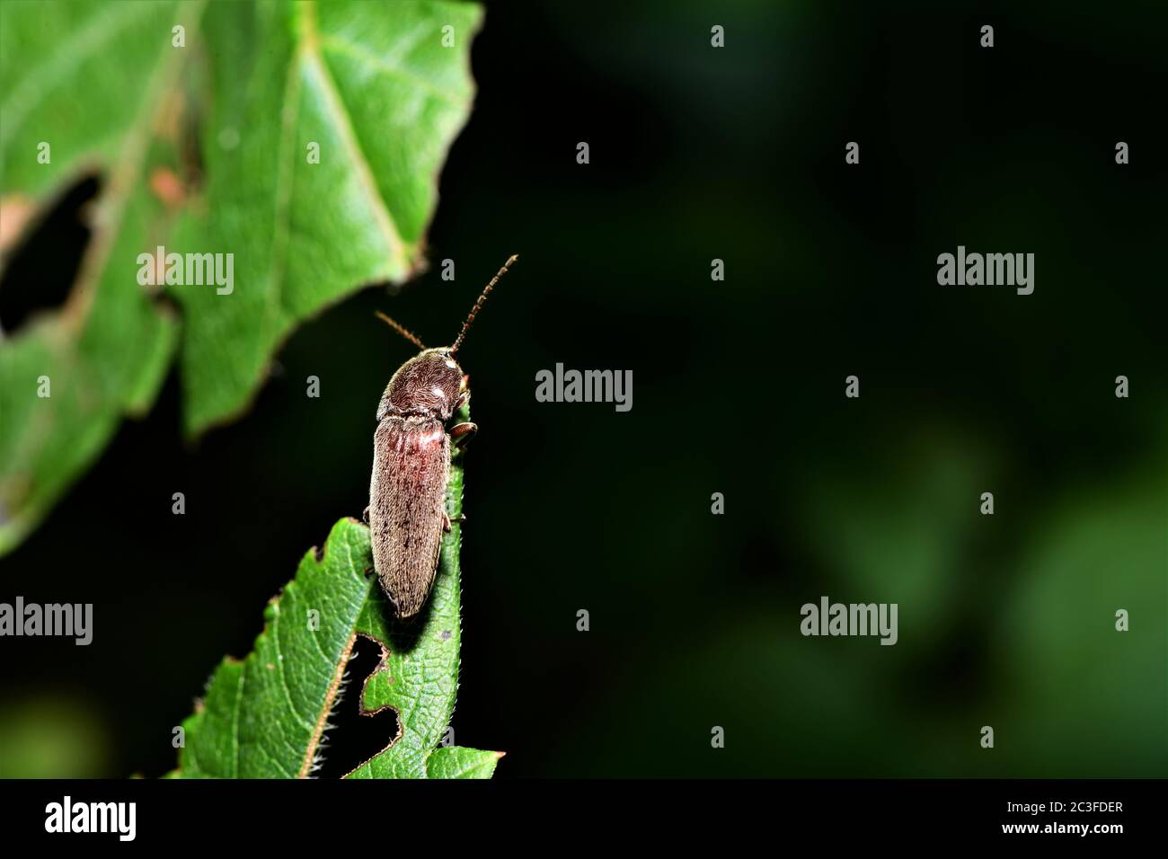 Brown flying insect. Stock Photo