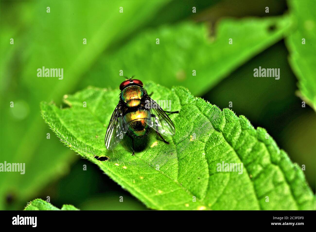 Large green bottle fly. Stock Photo