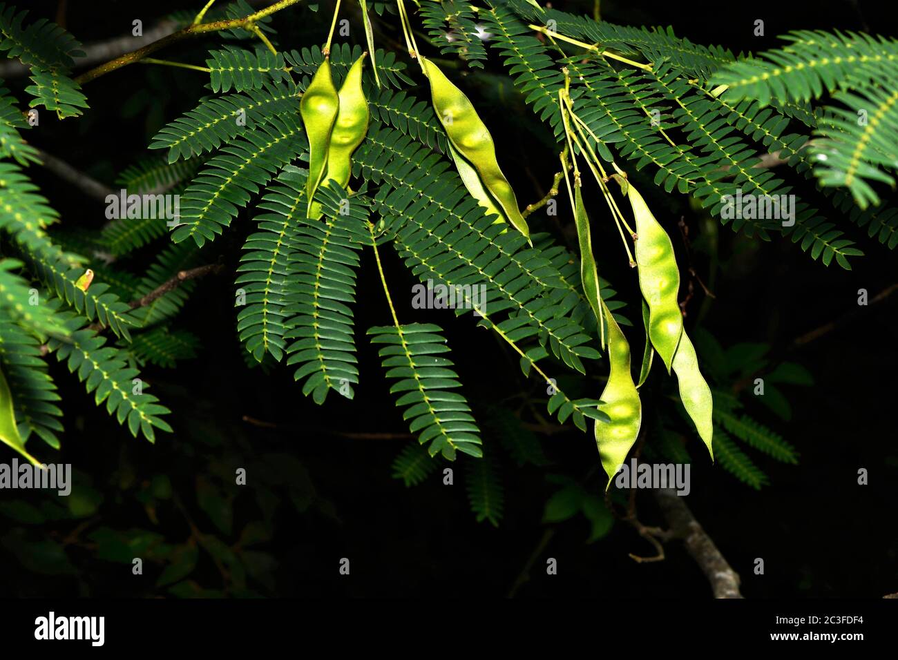 Mimosa seed pods Stock Photo