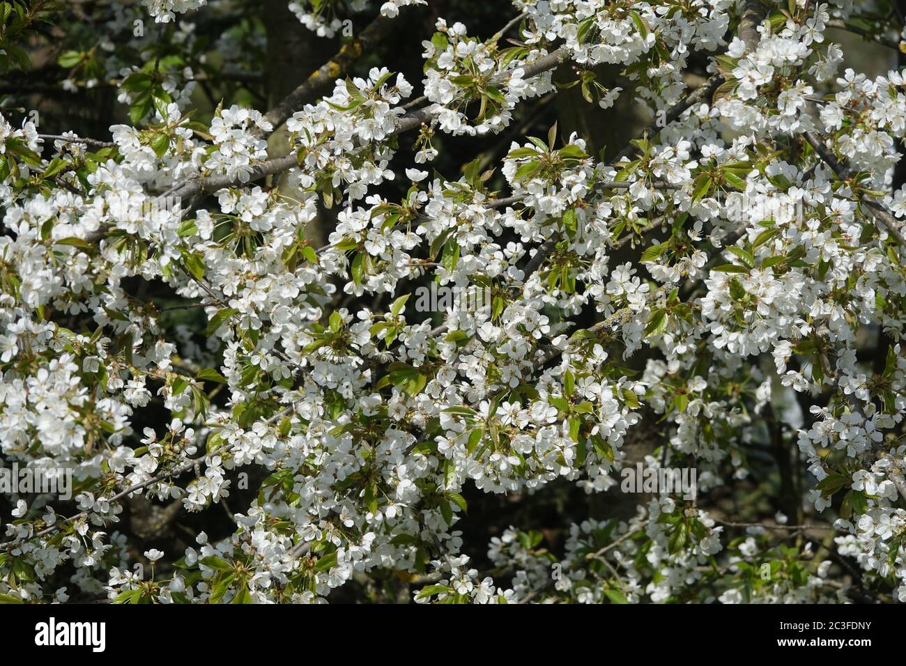 Prunus avium, Sweet Cherry Stock Photo