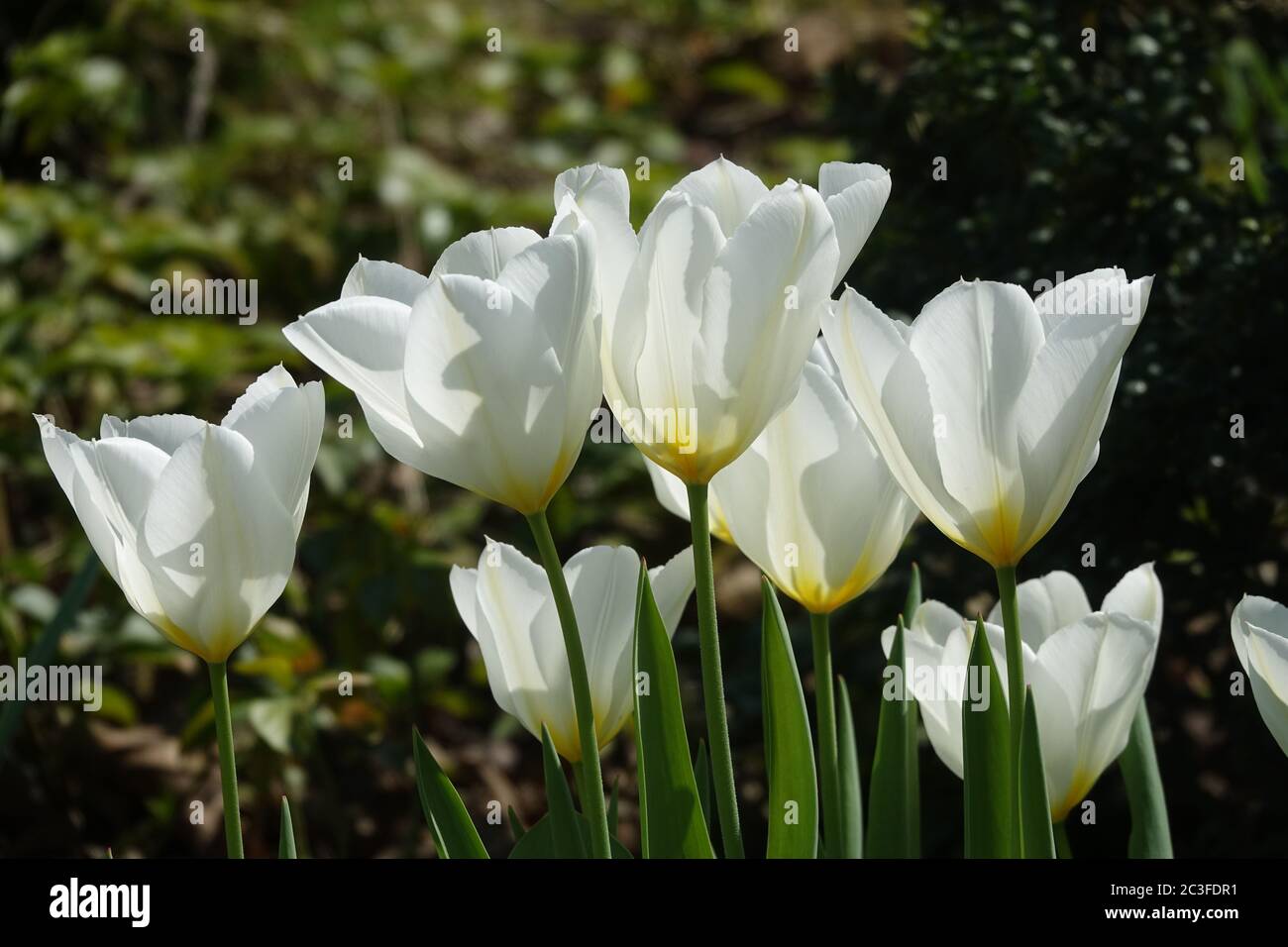 Tulipa White Triumphator, Tulip Stock Photo