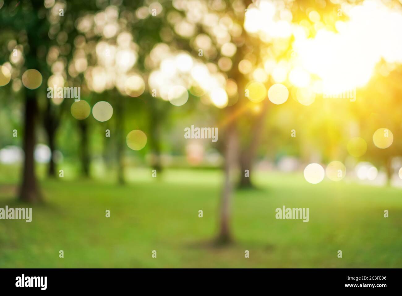 Blur nature bokeh green park by beach and tropical coconut trees in ...