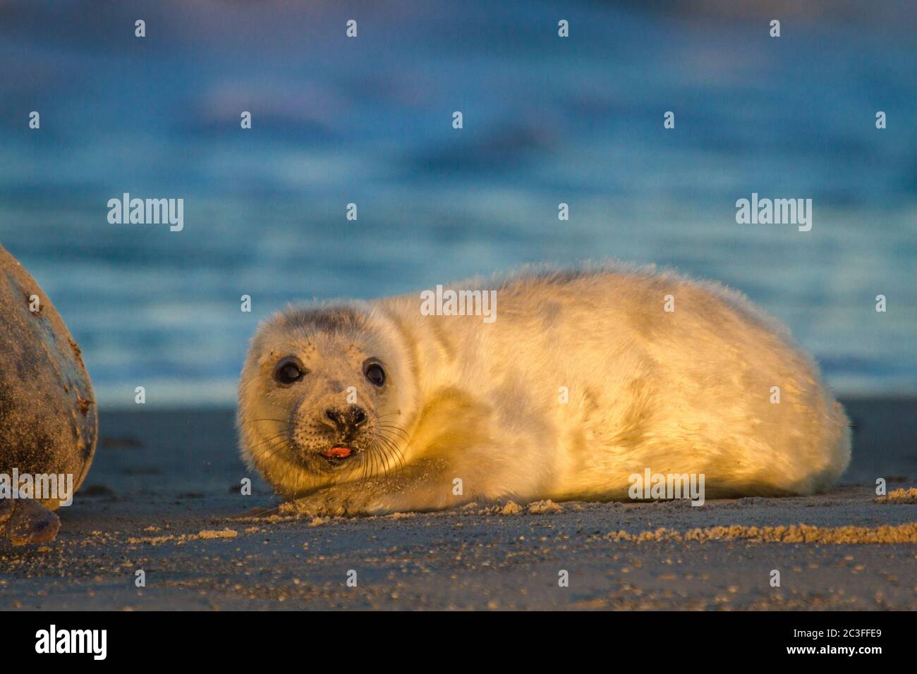 Young grey seal (Halichoerus grypus) at Heligoland, Germany Stock Photo