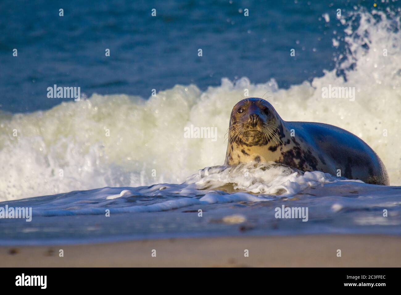 Grey seals (Halichoerus grypus) at Helgoland, Germany Stock Photo