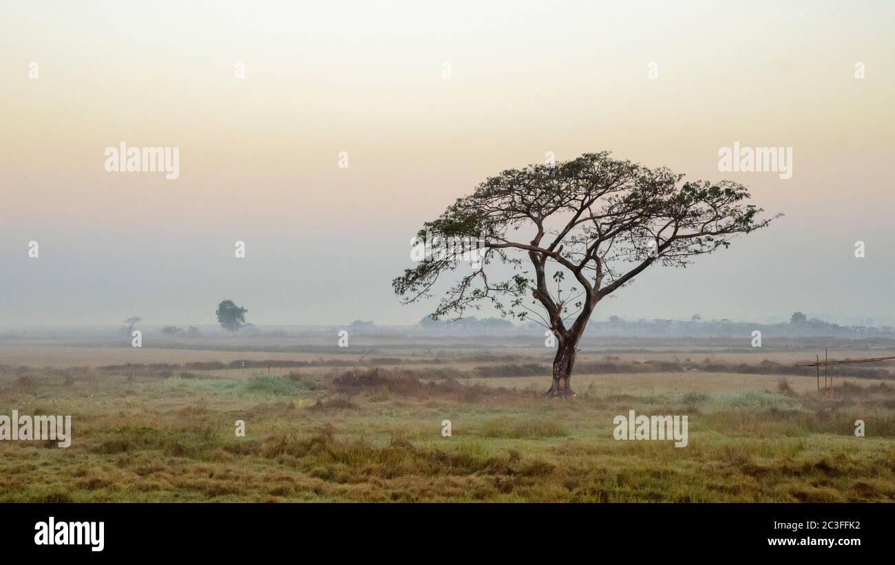 Acacia catechu (Khadira). Burma. Myanmar Stock Photo