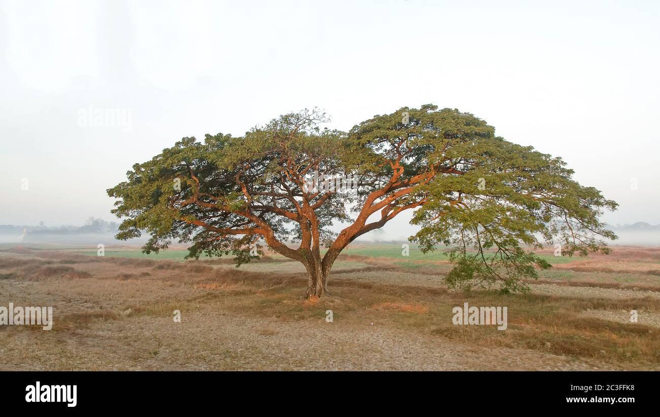 Acacia catechu (Khadira). Burma. Myanmar Stock Photo