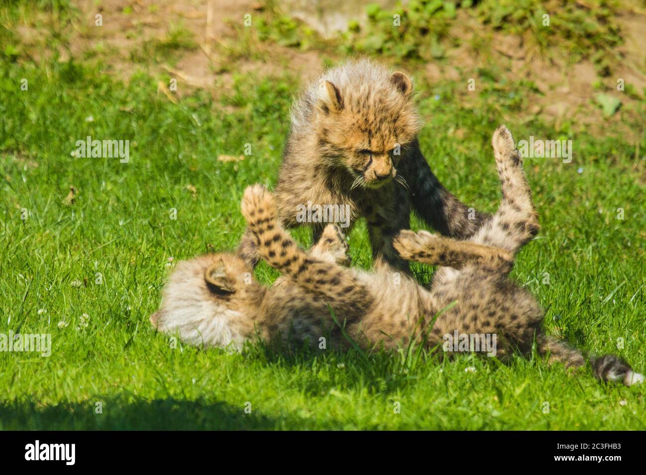 Young cheetahs (Acinonyx jubatus) Stock Photo