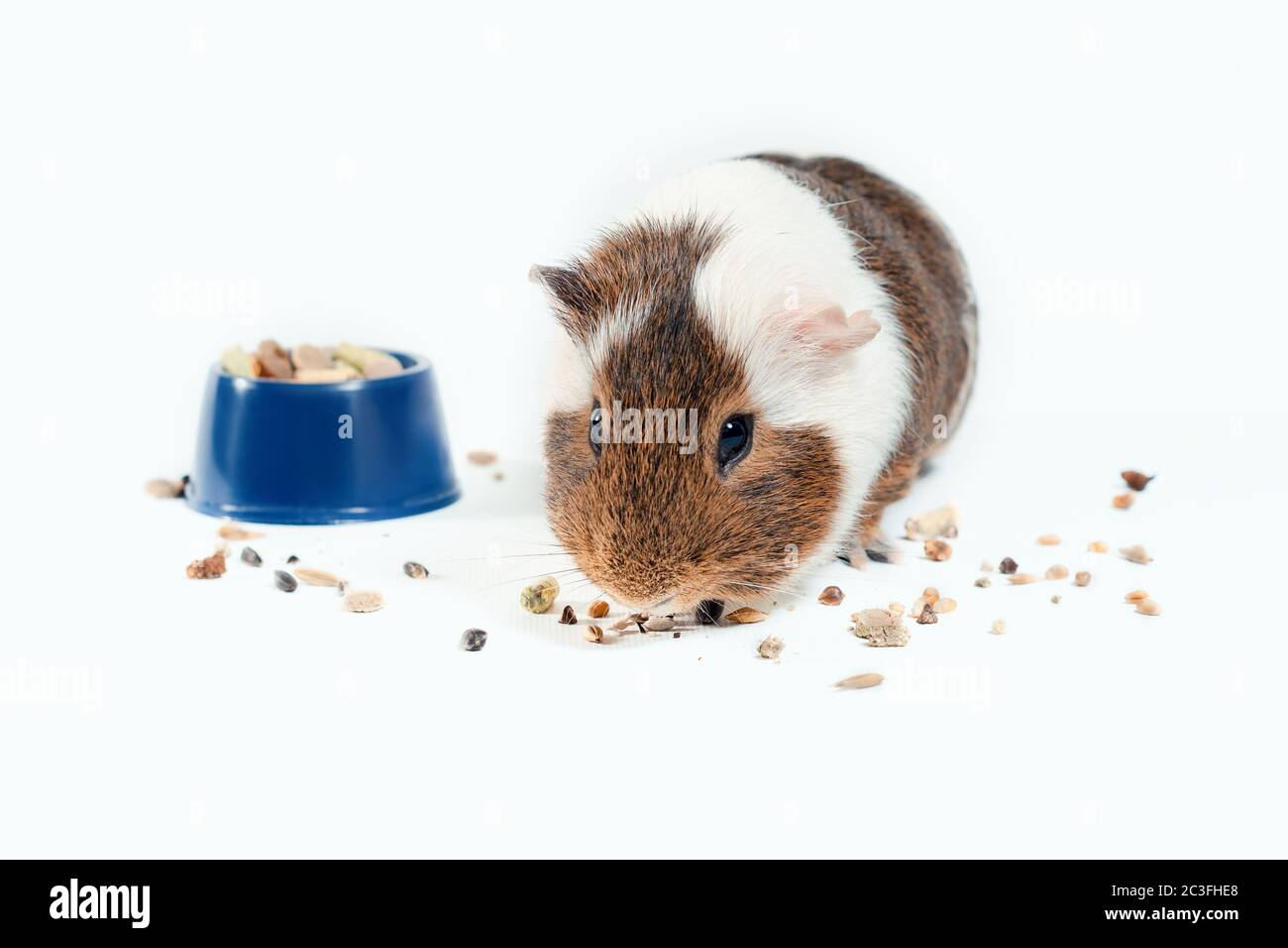 guinea pig eats its food from a blue bowl on a white background Stock Photo