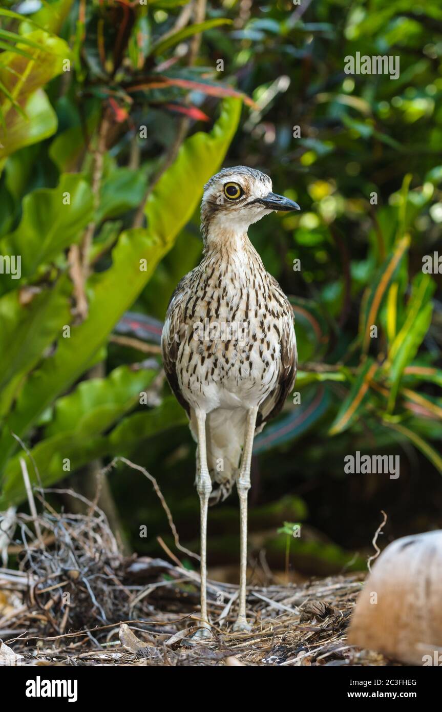 An adult bush stone-curlew stands on guard in the leaf litter protecting its baby chick hidden in the leaf litter nearby in Cairns, Australia. Stock Photo