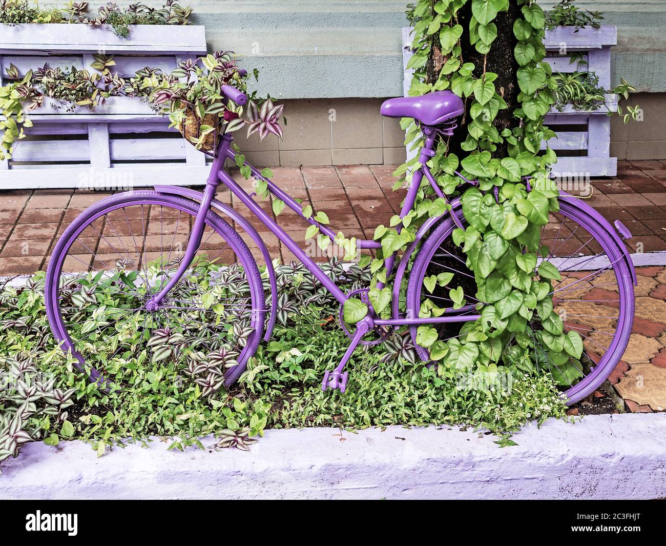 A bicycle painted in purple stands on green leaves near an overgrown ivy tree Stock Photo