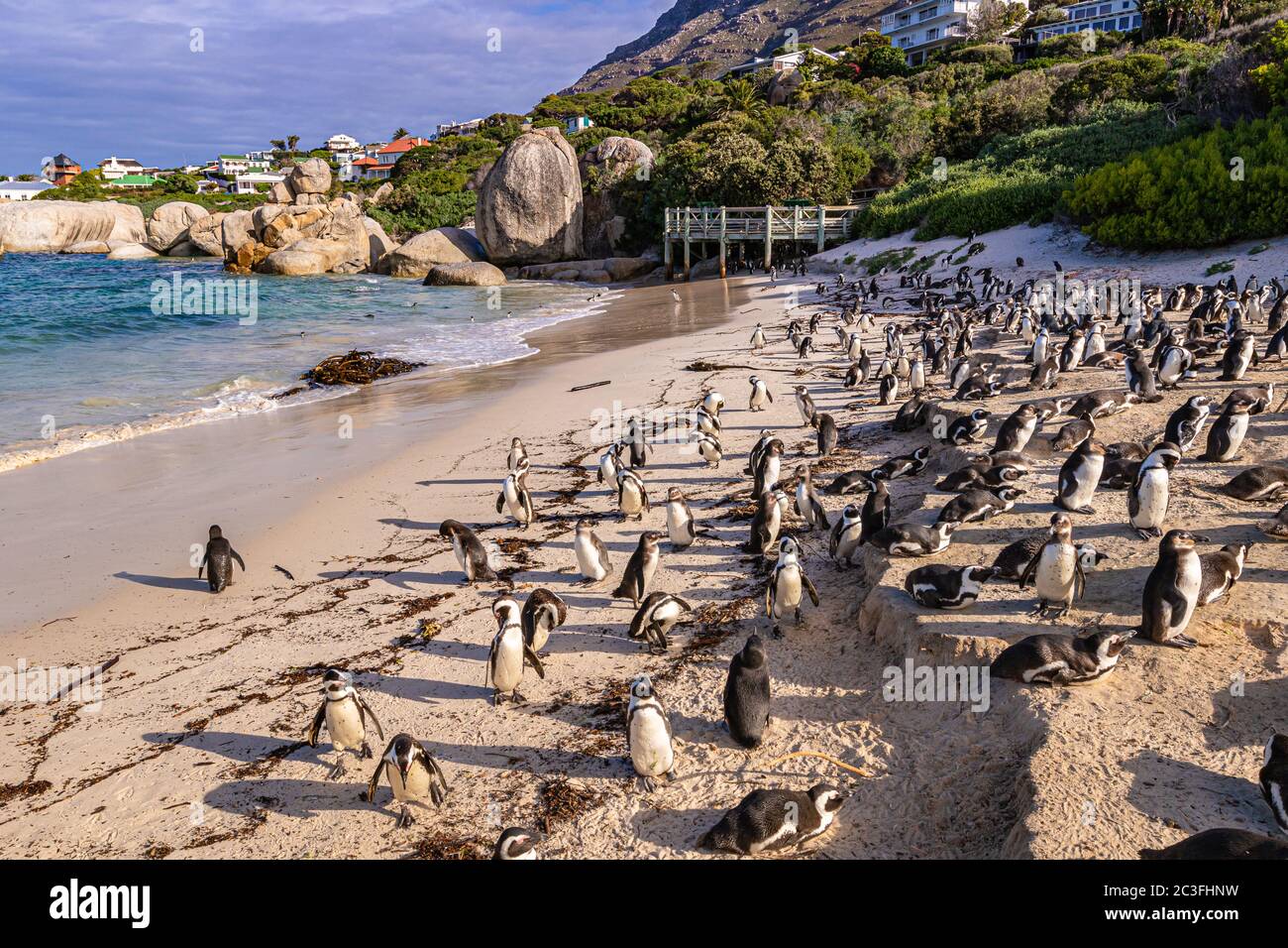 Humboldt Penguin (Spheniscus humboldti) in South Africa Stock Photo