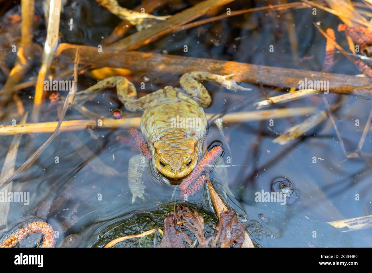 Common toad, Bufo bufo, Czech republic, Europe wildlife Stock Photo
