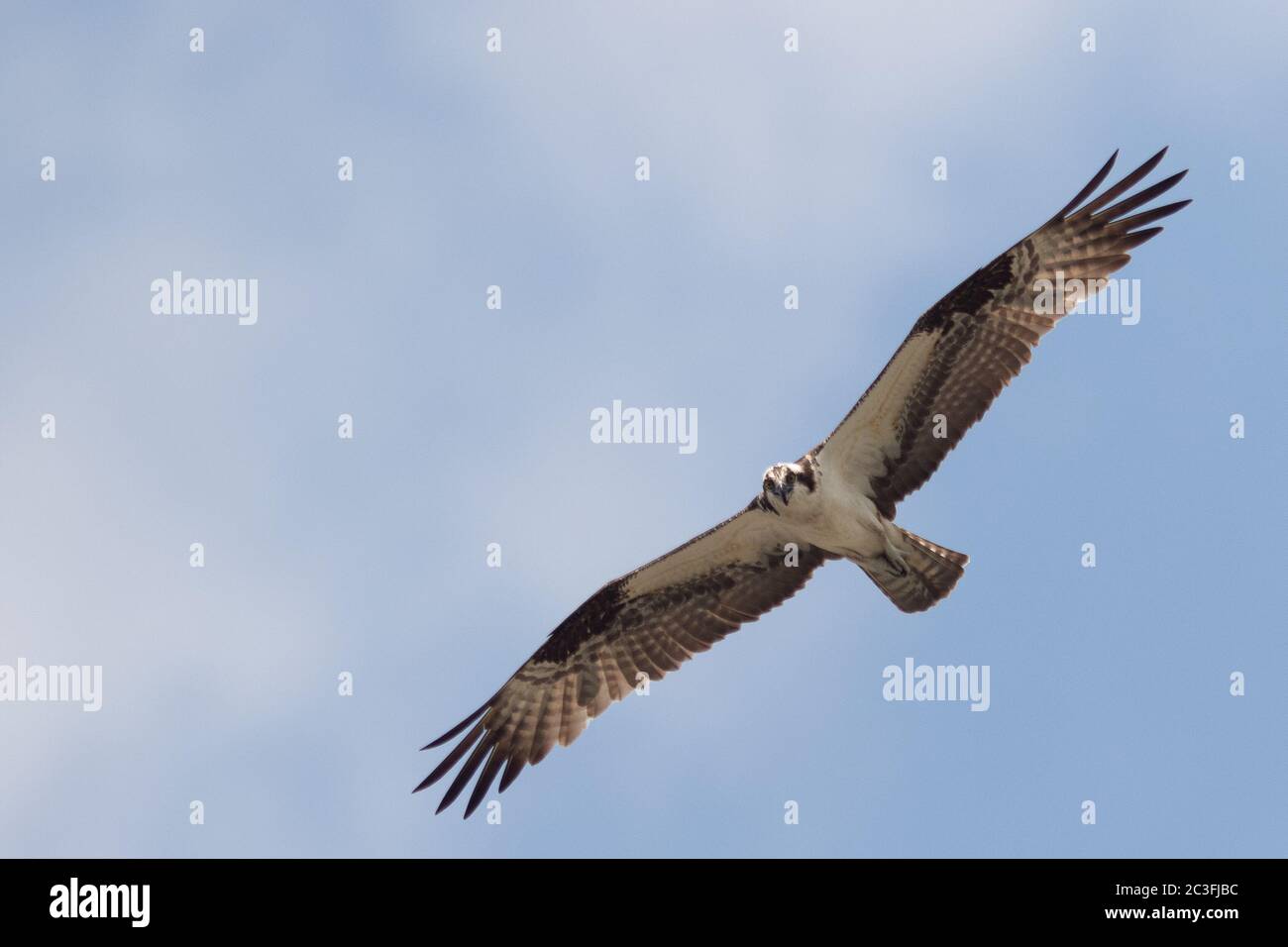 Osprey at Jordan Dam, NC diving & flying Stock Photo Alamy