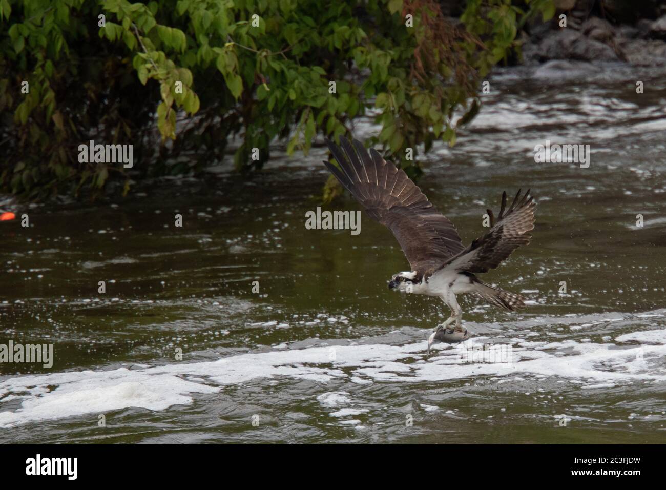Osprey at Jordan Dam, NC diving & flying Stock Photo Alamy