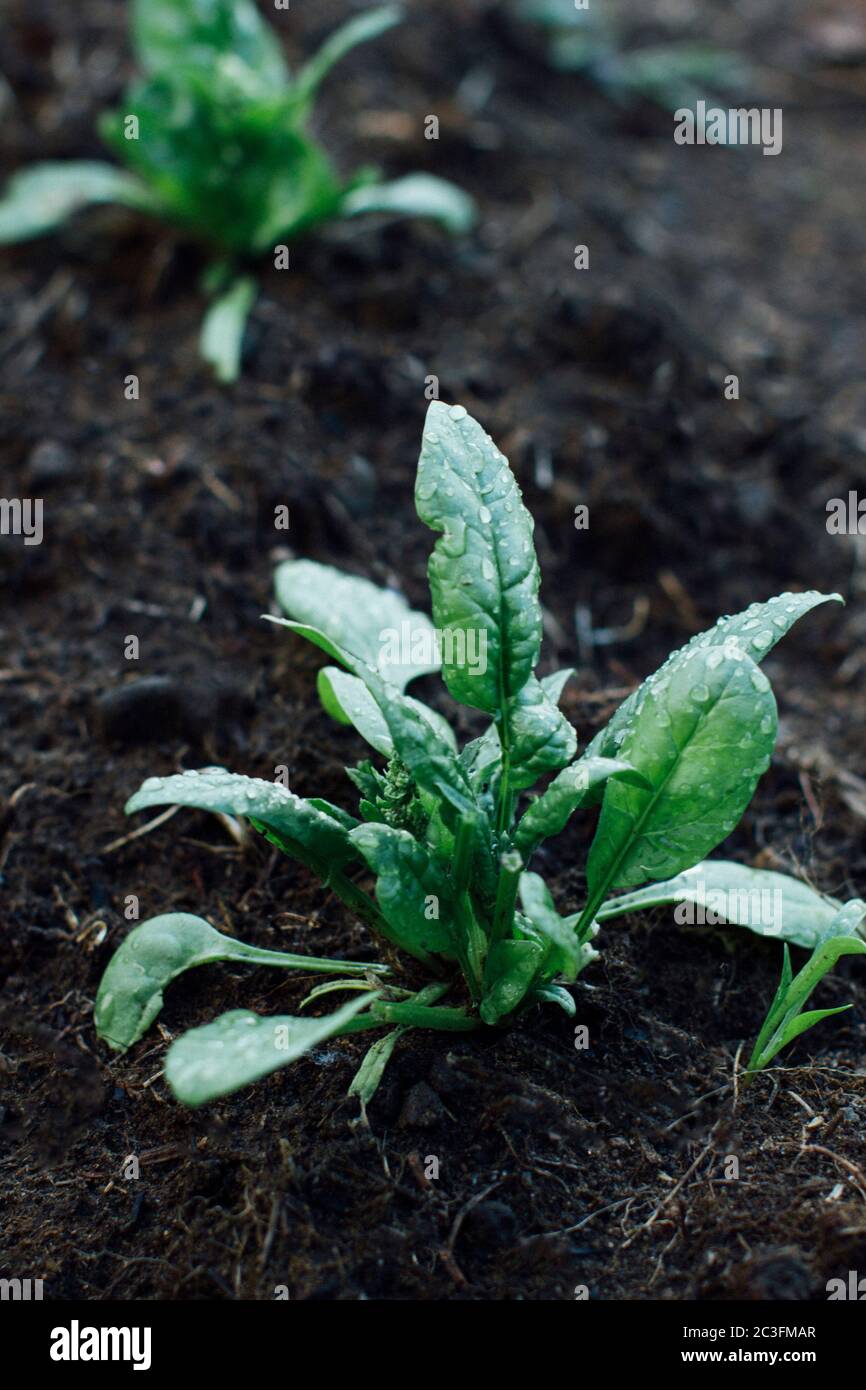 Spinach growing in garden Stock Photo Alamy