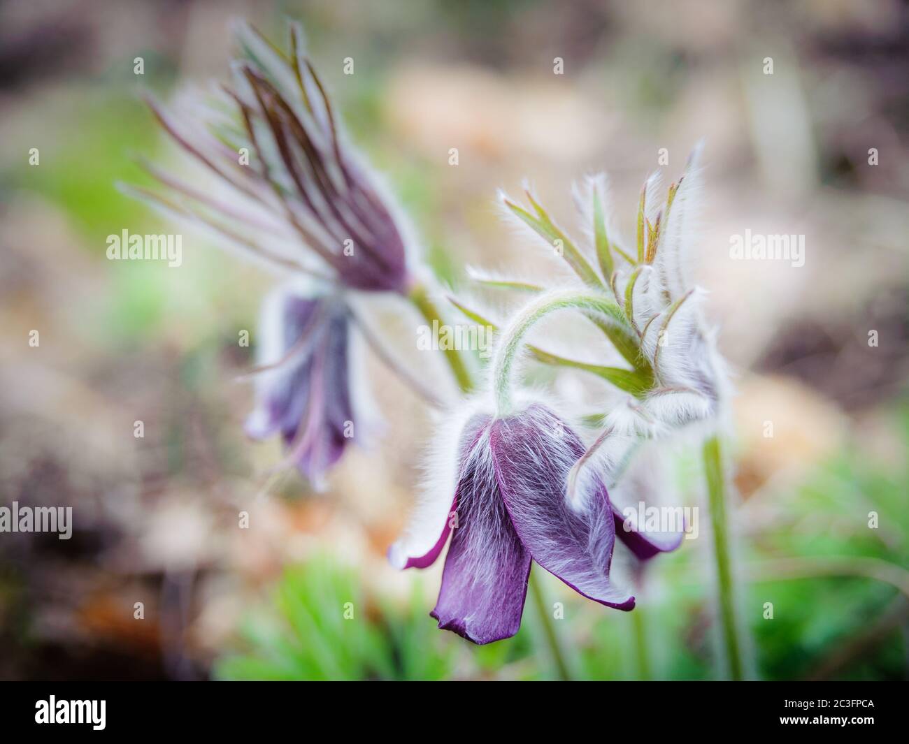 Small pasqueflower on a meadow in spring Stock Photo